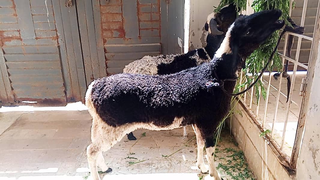 bakra dumba 0