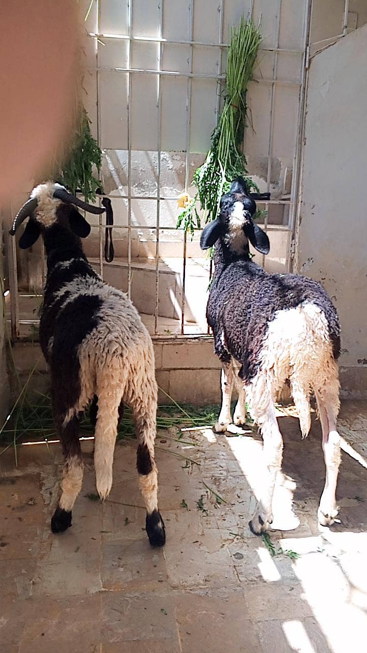 bakra dumba 1
