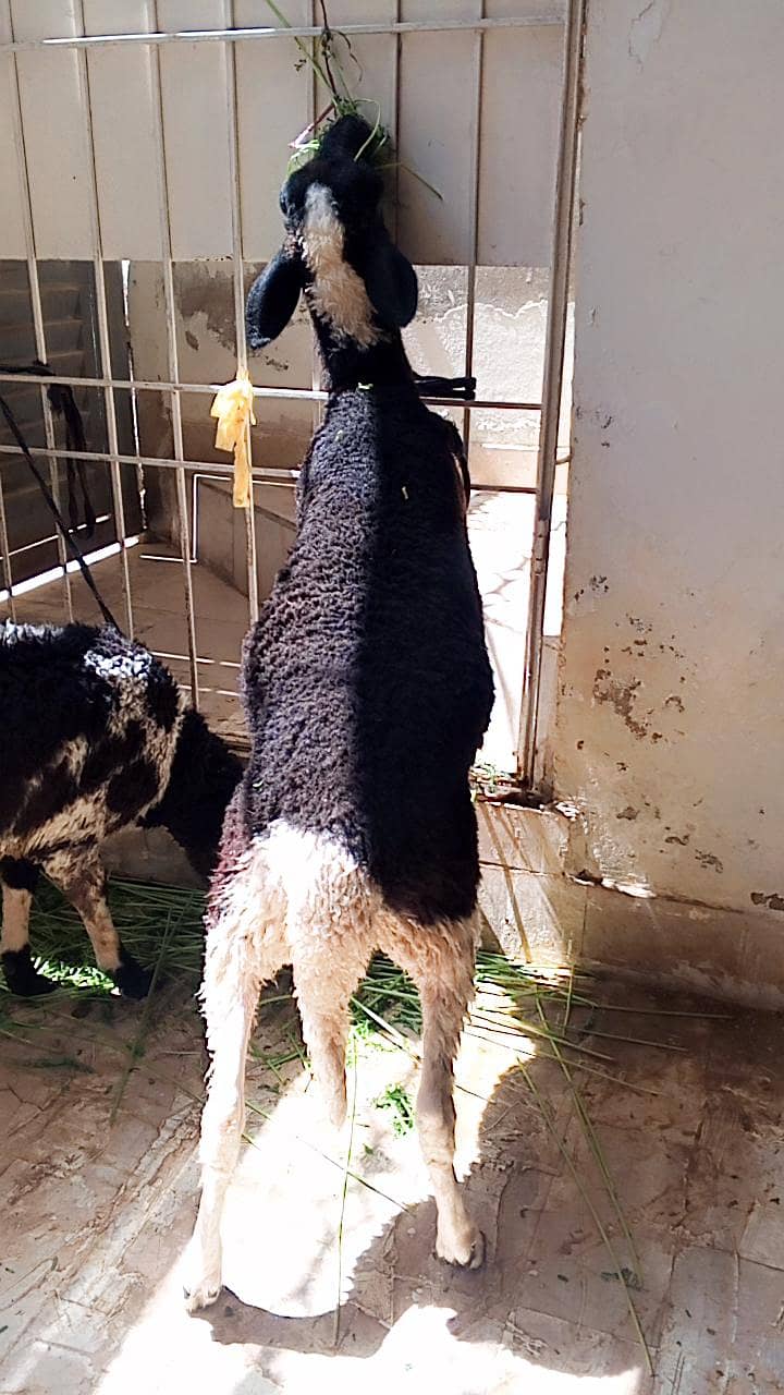 bakra dumba 2