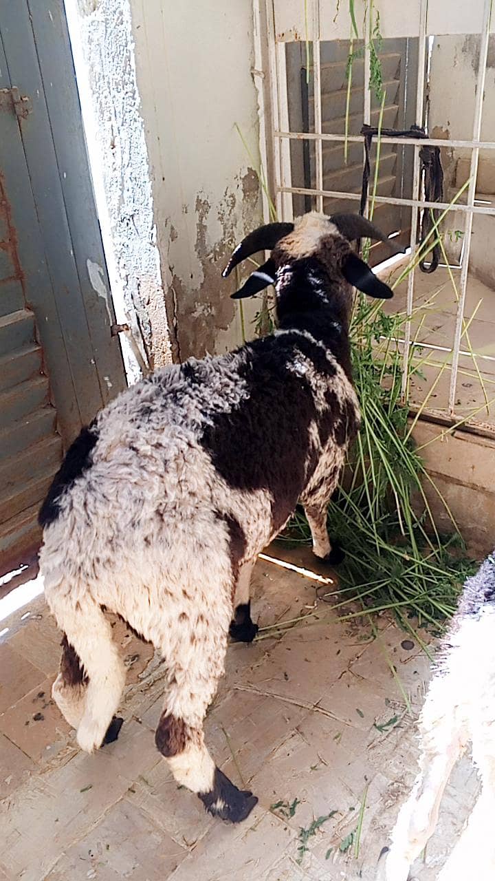 bakra dumba 3