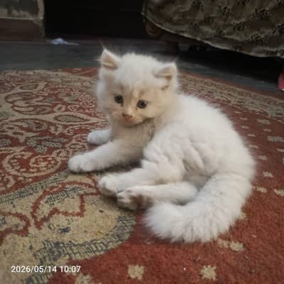 Persian kittens for sale