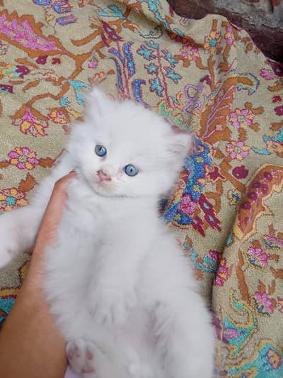 Persian kittens for sale