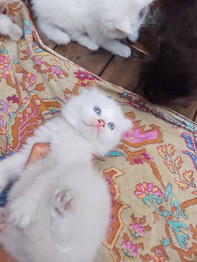 Persian kittens for sale