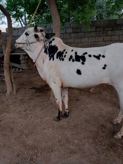 Fatehi Gangi Bull
