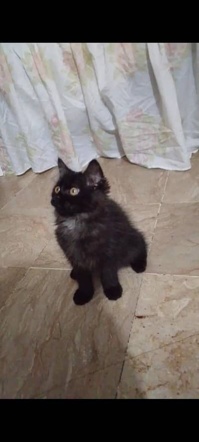persion cat for sale