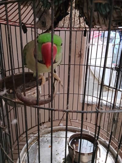 parrot for sale