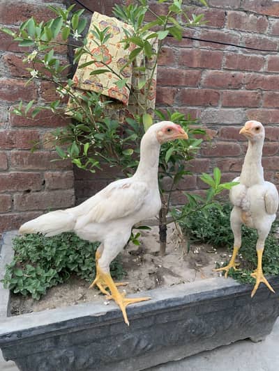 Shamo patha pair