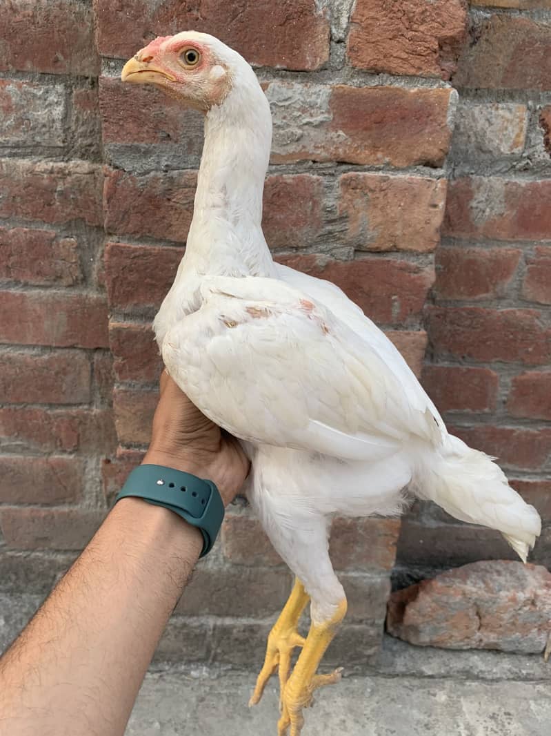 Shamo patha pair 3