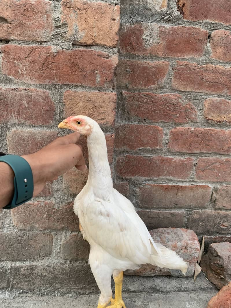 Shamo patha pair 6