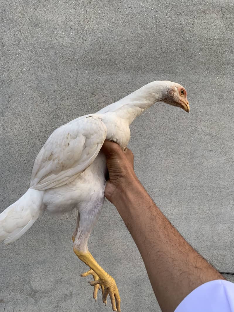 Shamo patha pair 7