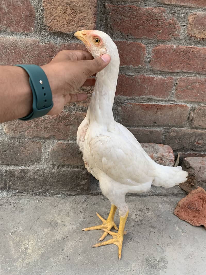 Shamo patha pair 9