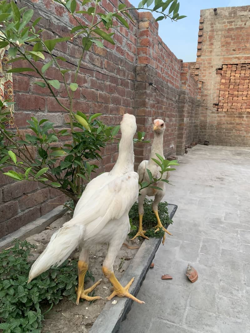 Shamo patha pair 13