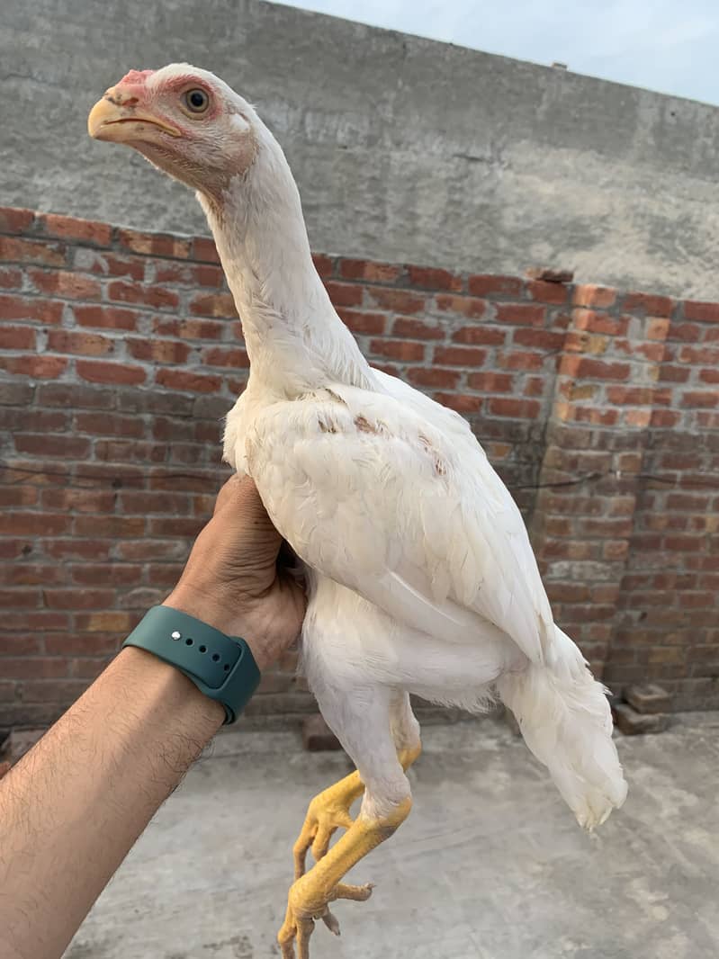 Shamo patha pair 14