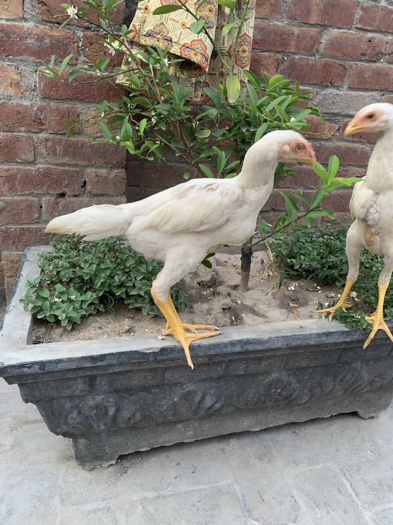 Shamo patha pair 15