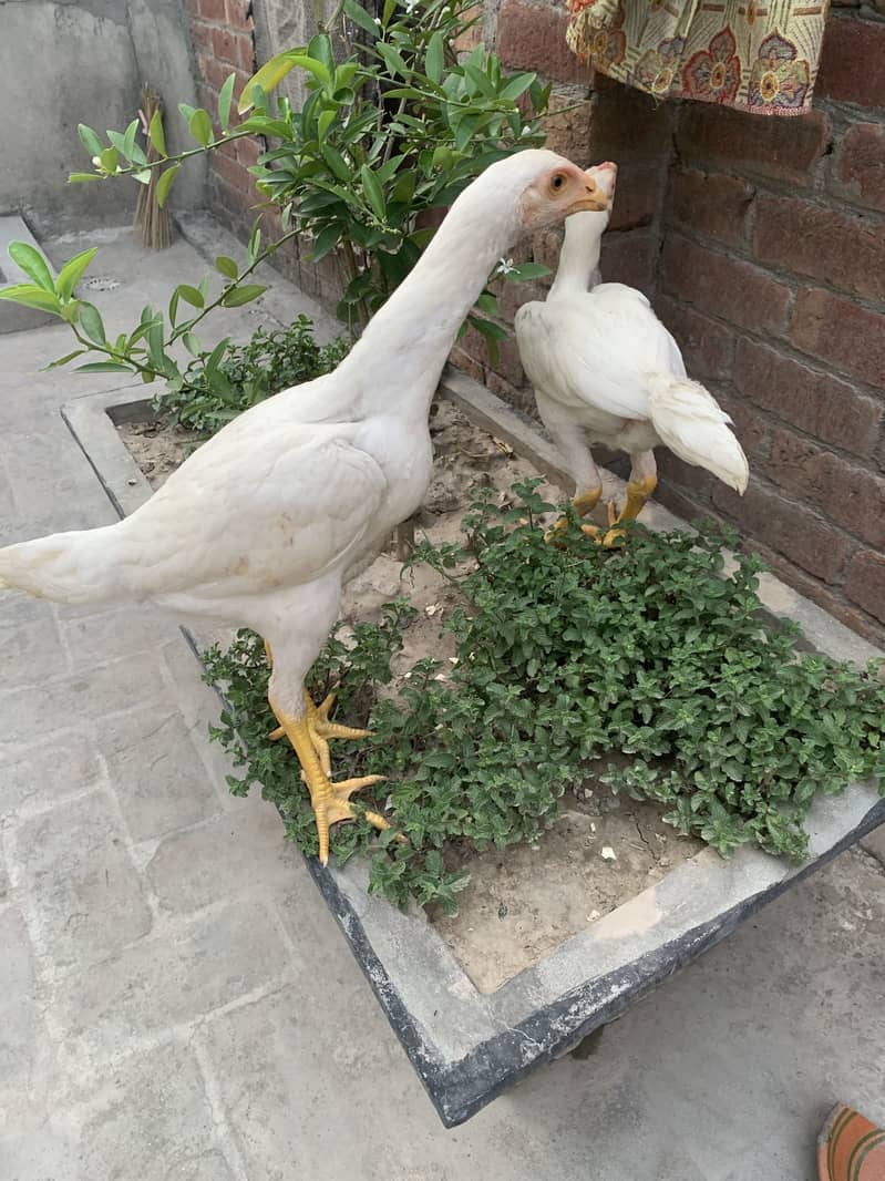 Shamo patha pair 16