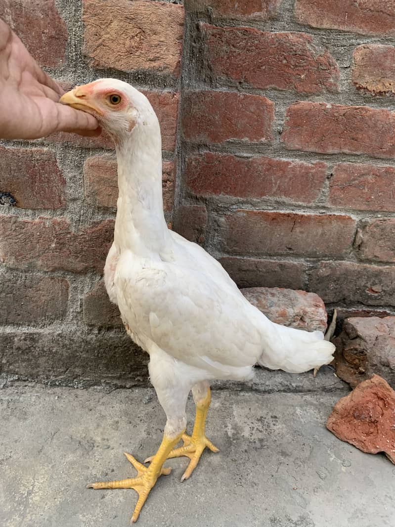 Shamo patha pair 17