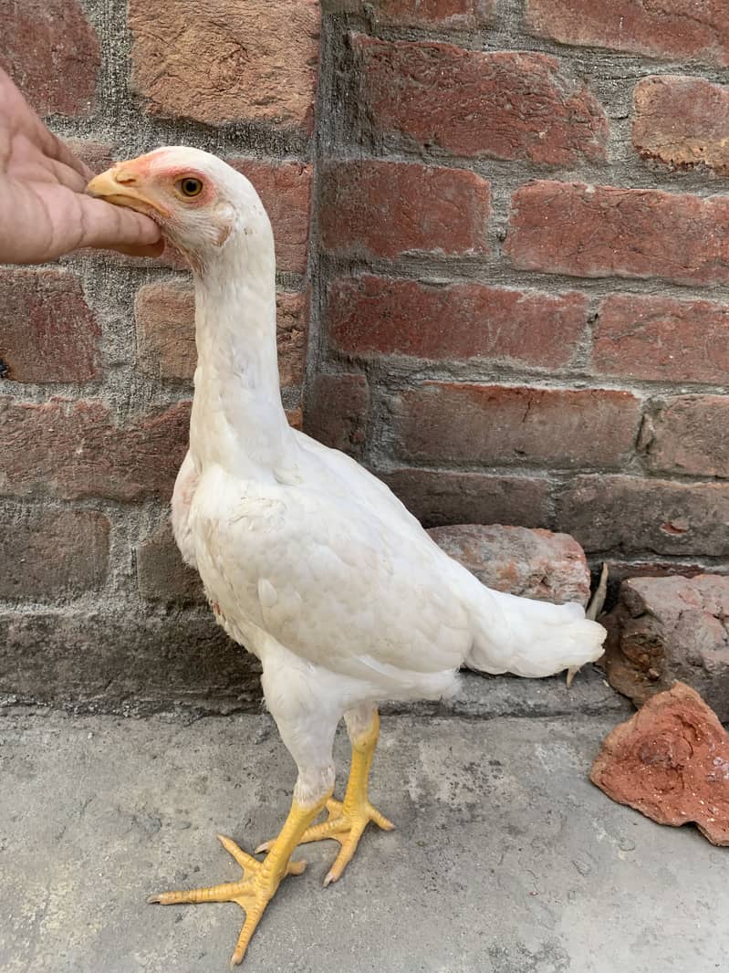 Shamo patha pair 18