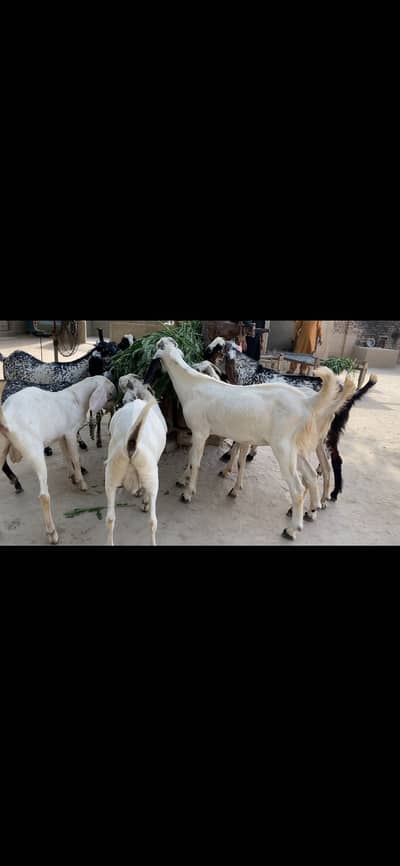 Qurbani ke bakray for sale, contact +92 3126530381