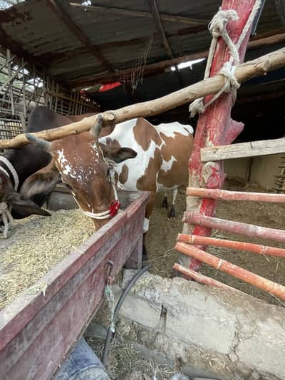 cow for sale