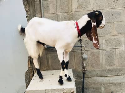 Bakra 2 danth