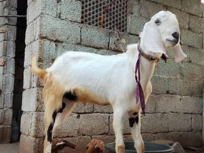bakra for sale