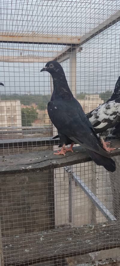 Piegons