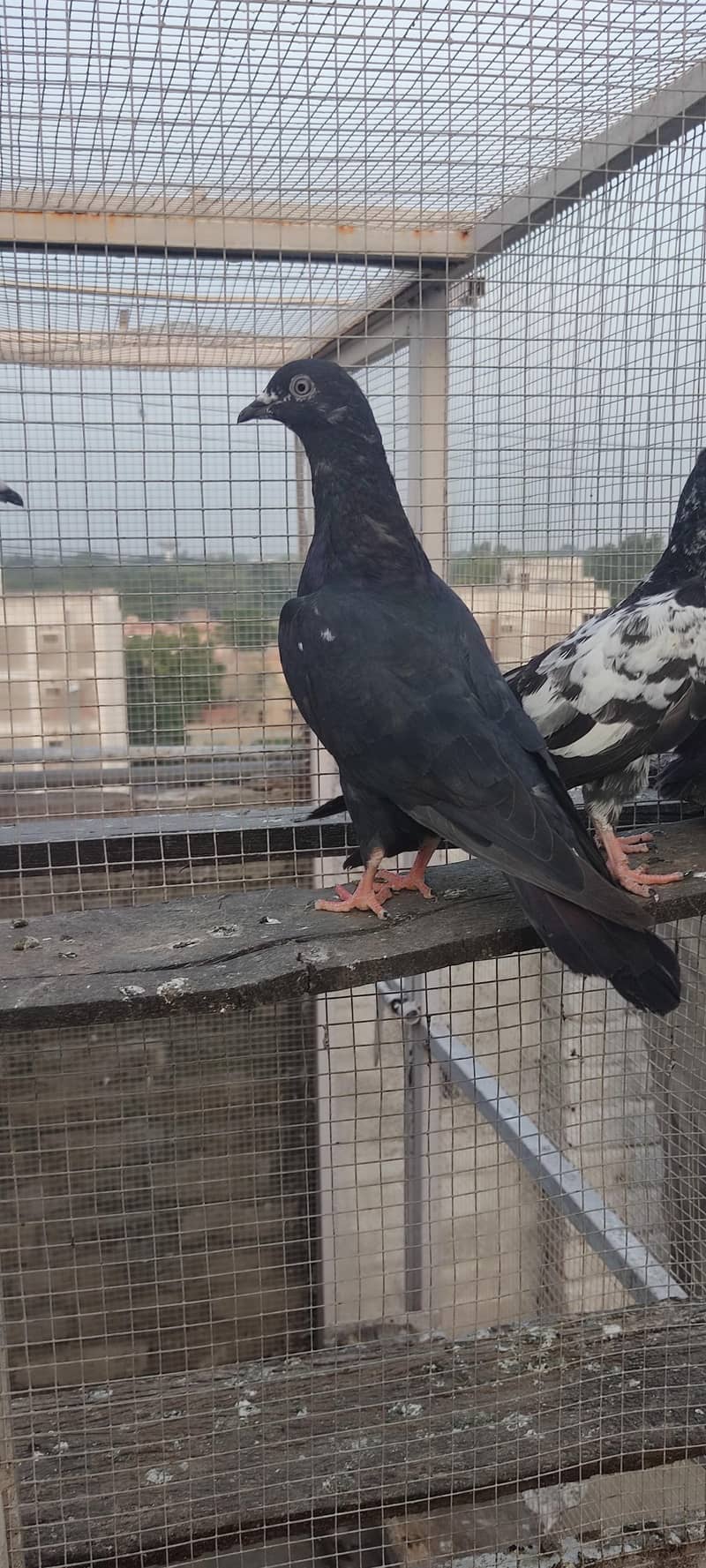 Piegons 0