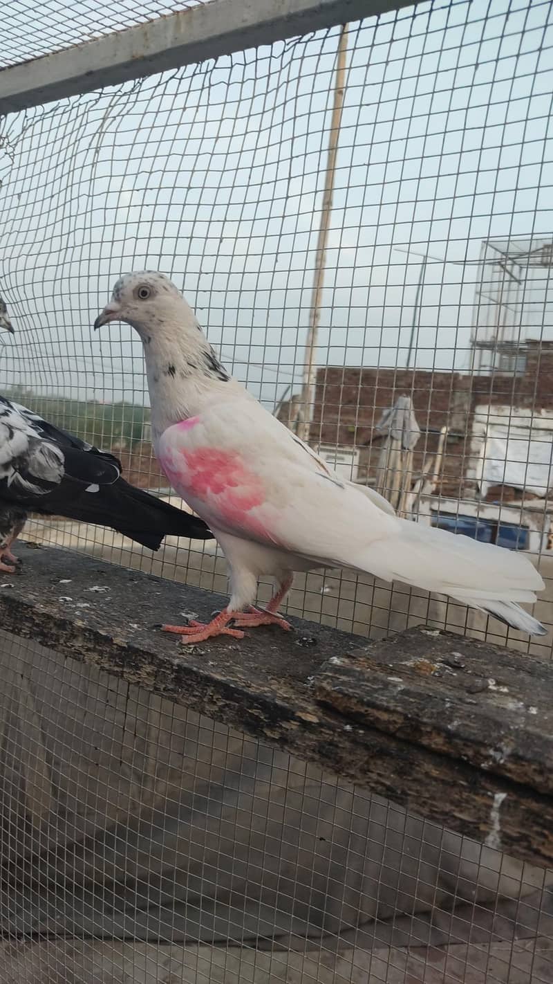 Piegons 1