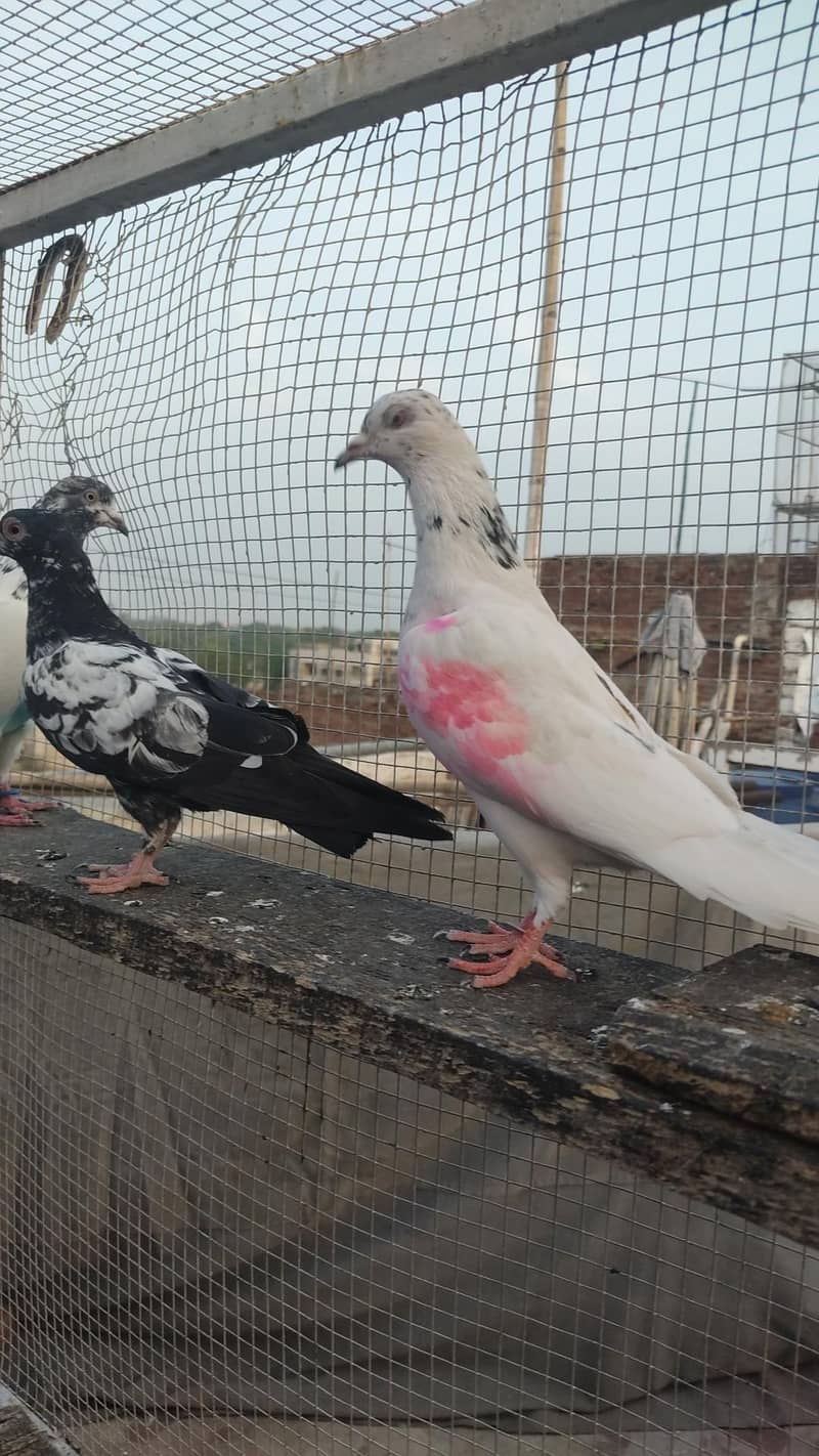 Piegons 2