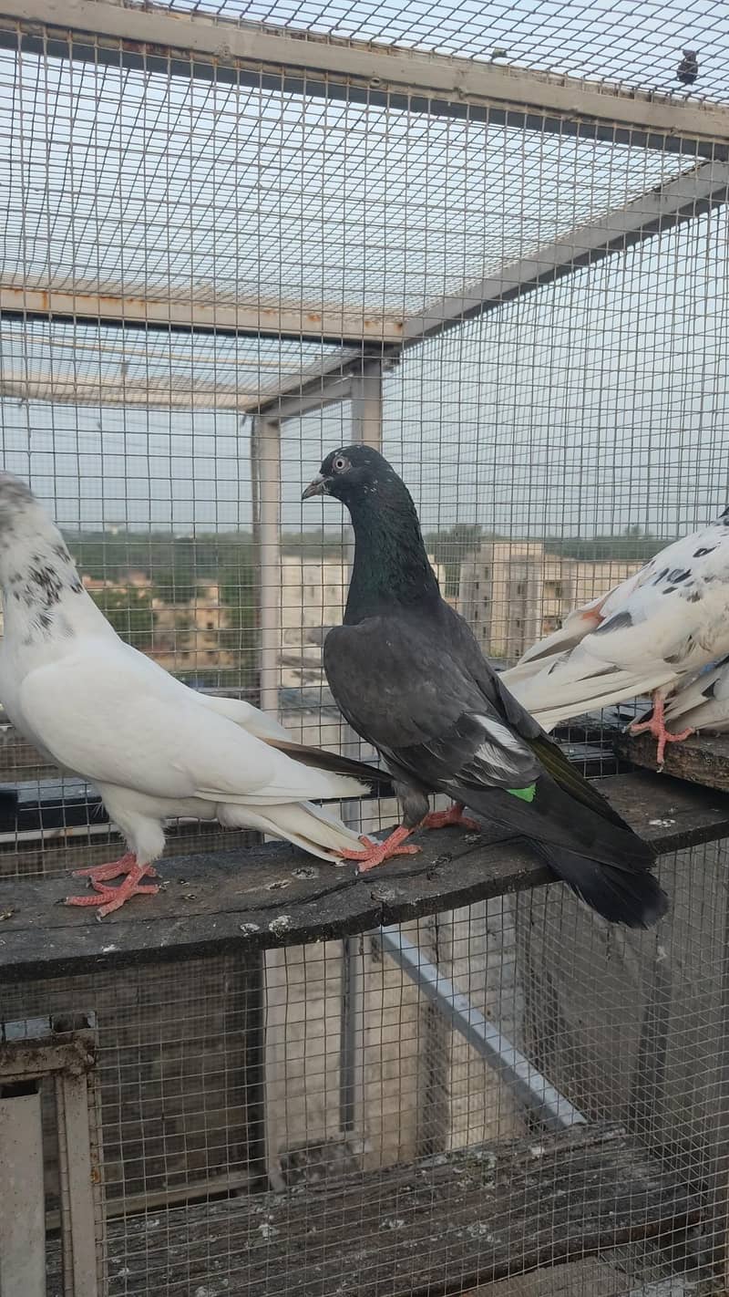 Piegons 4