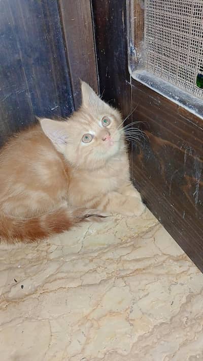 4 persian cats each price 10k