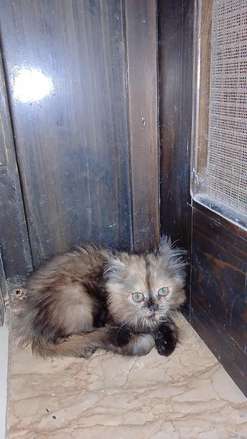 4 persian cats each price 10k — photo 2