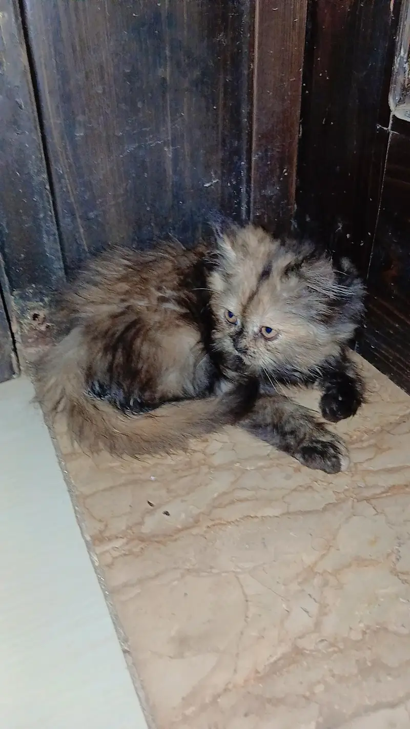 4 persian cats each price 10k — photo 3