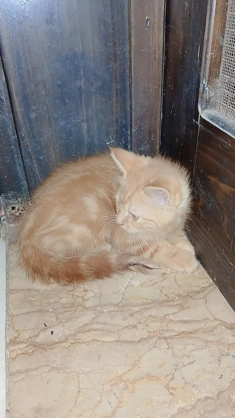 4 persian cats each price 10k — photo 4