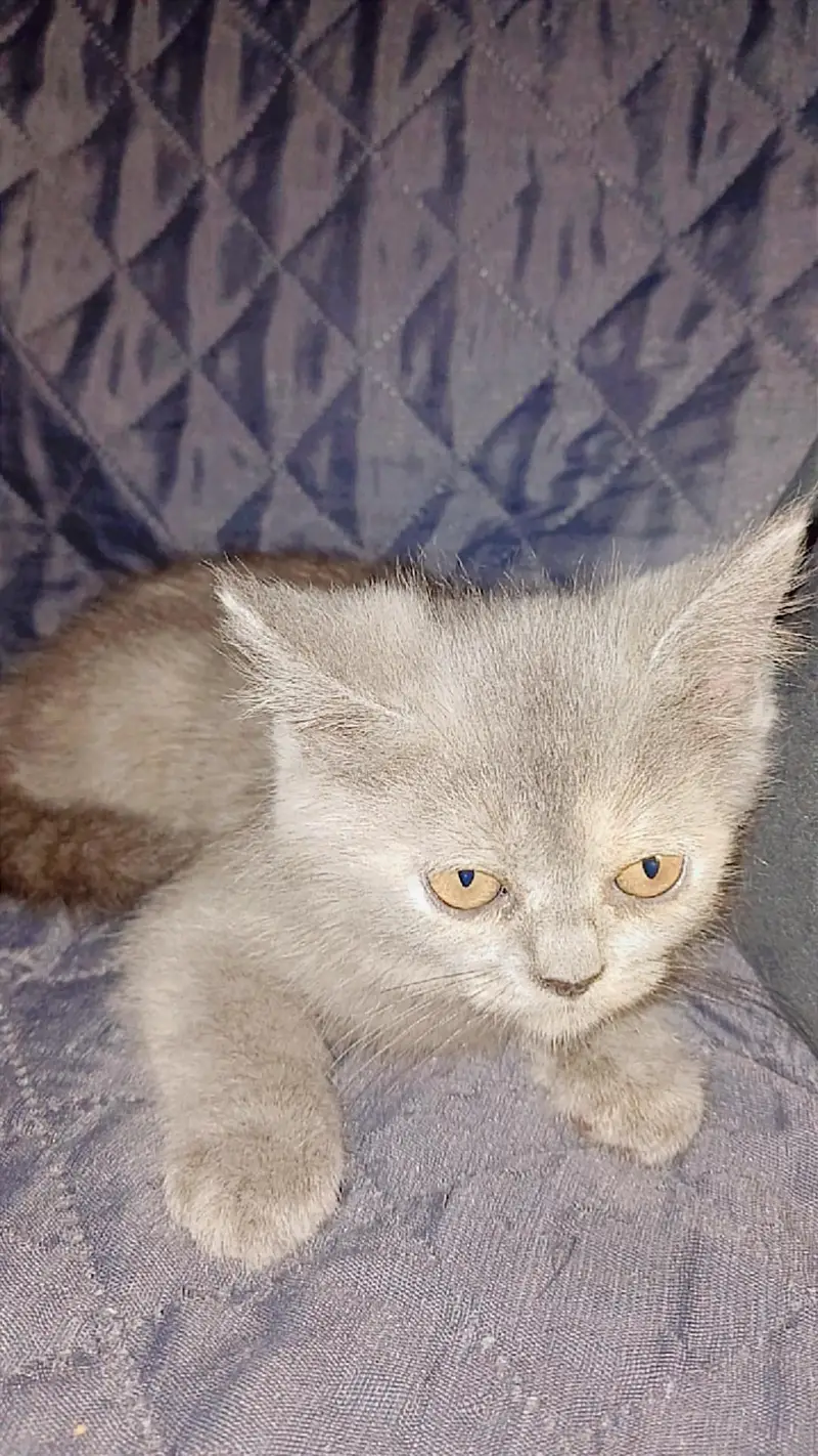 4 persian cats each price 10k — photo 5