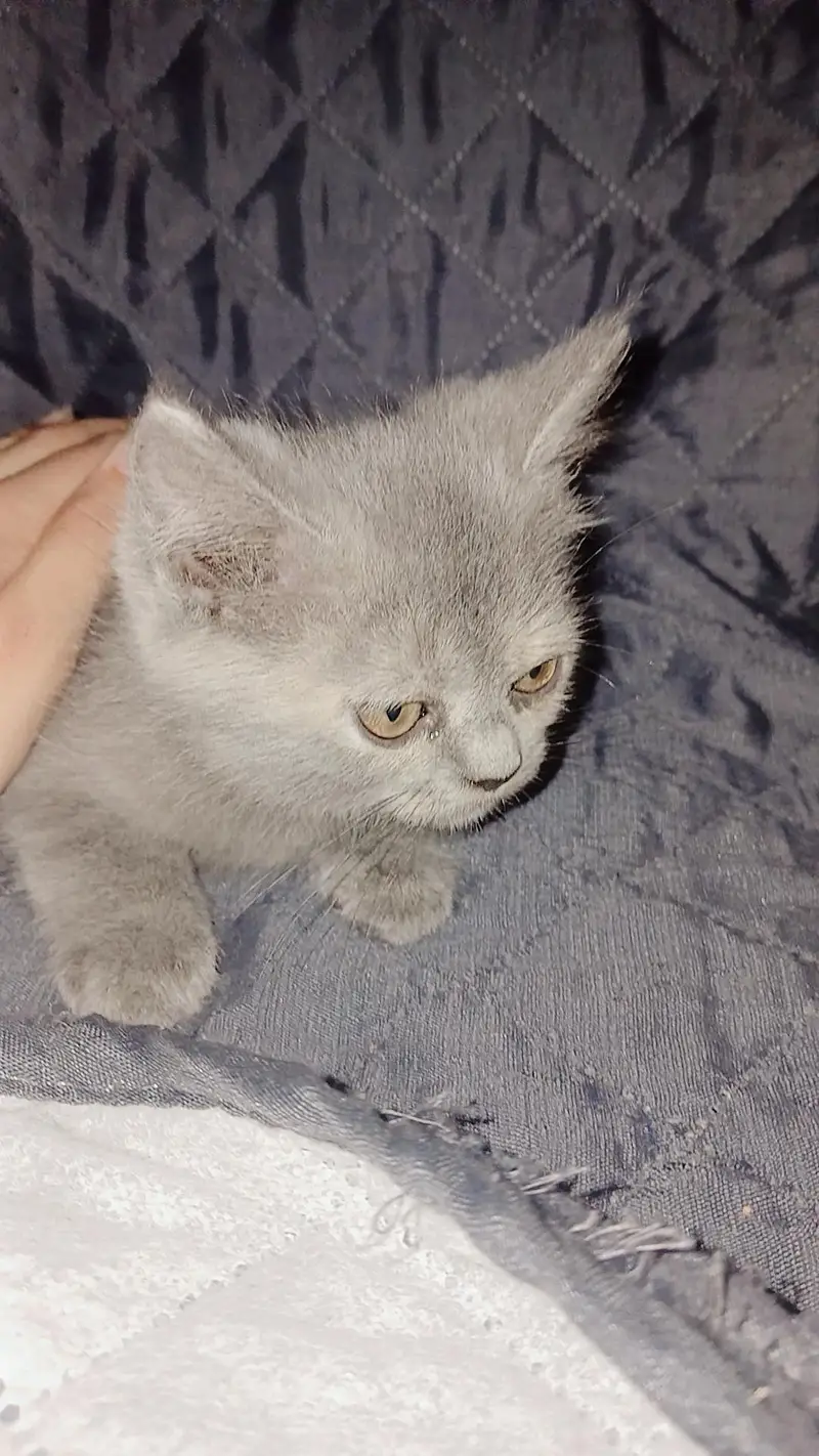 4 persian cats each price 10k — photo 6