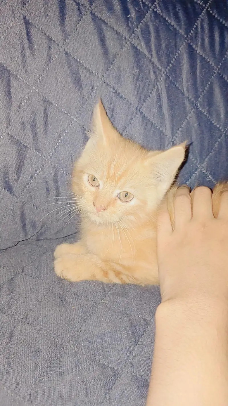 4 persian cats each price 10k — photo 7