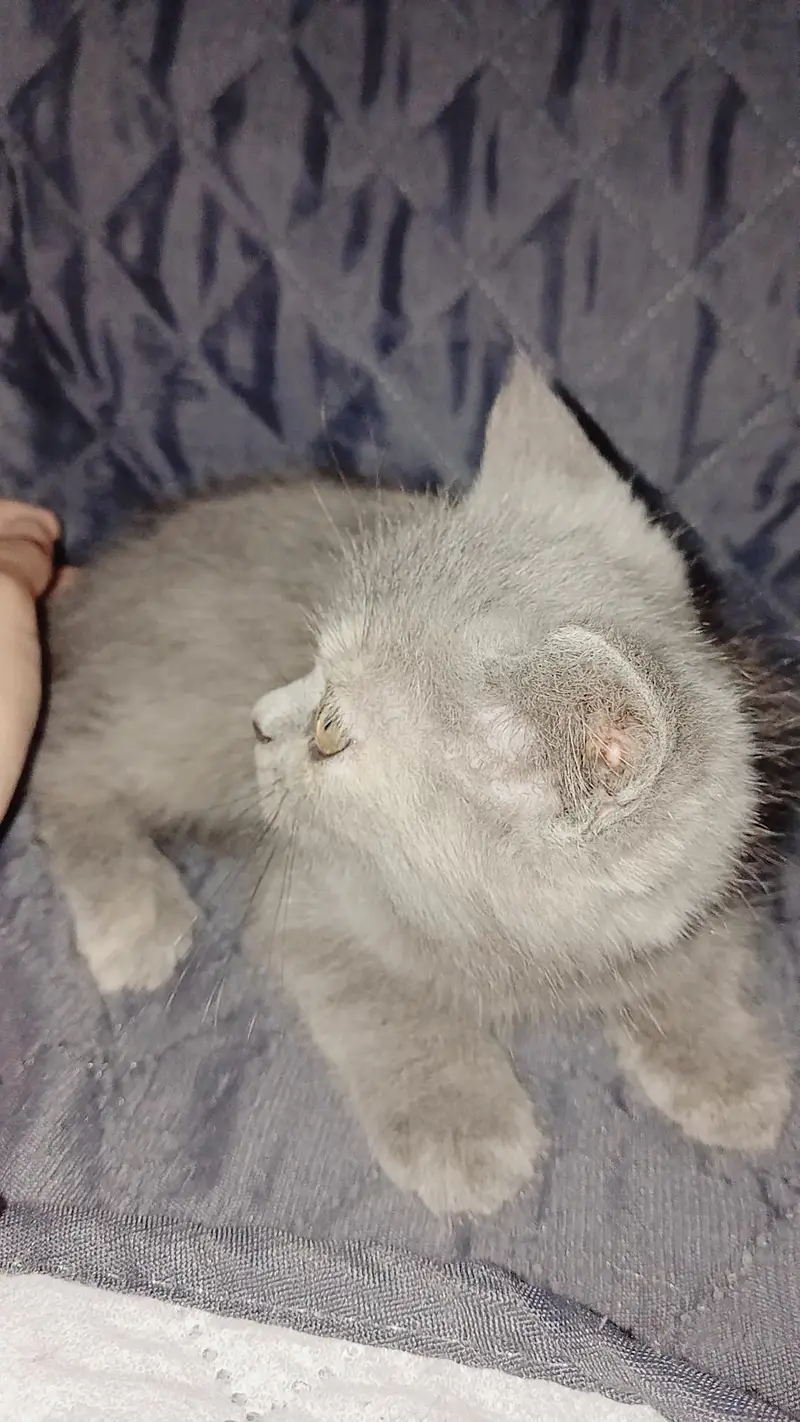 4 persian cats each price 10k — photo 8