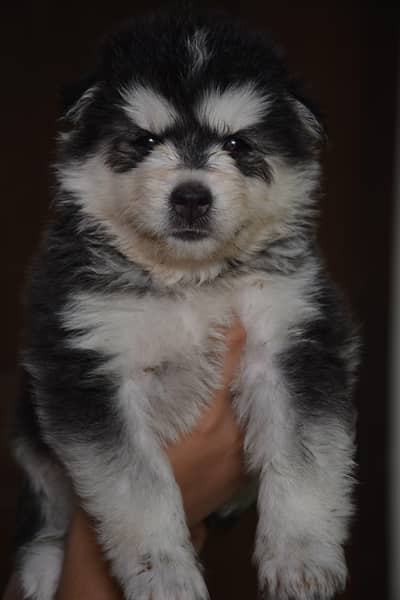 Husky puppies available for sale , white husky puppy for sale