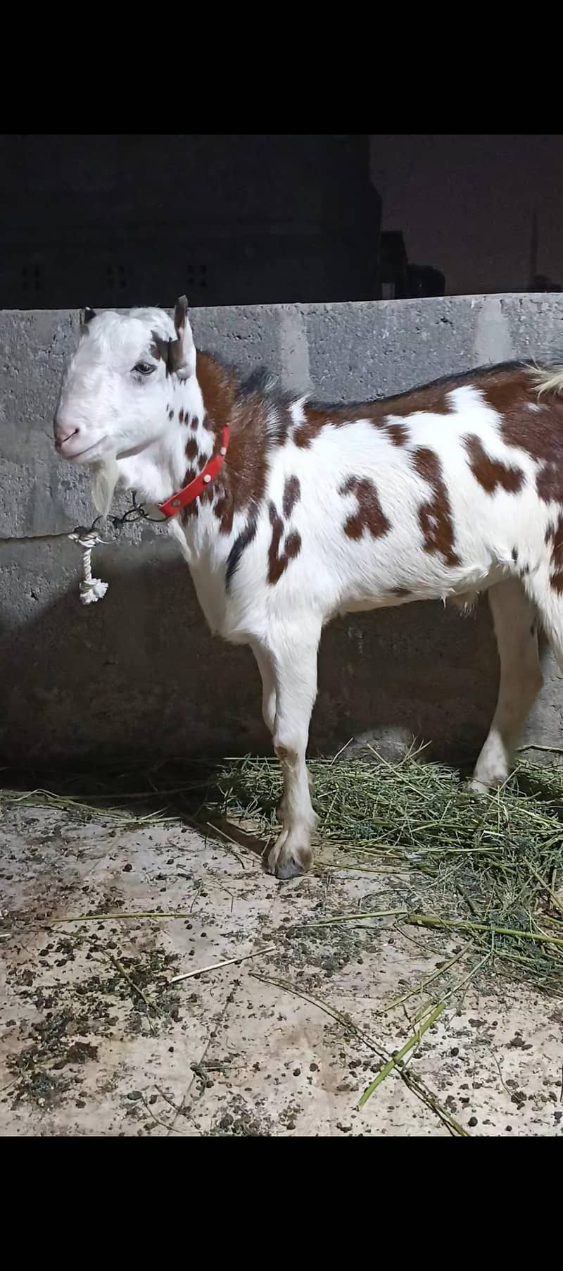 abluck tedda 3