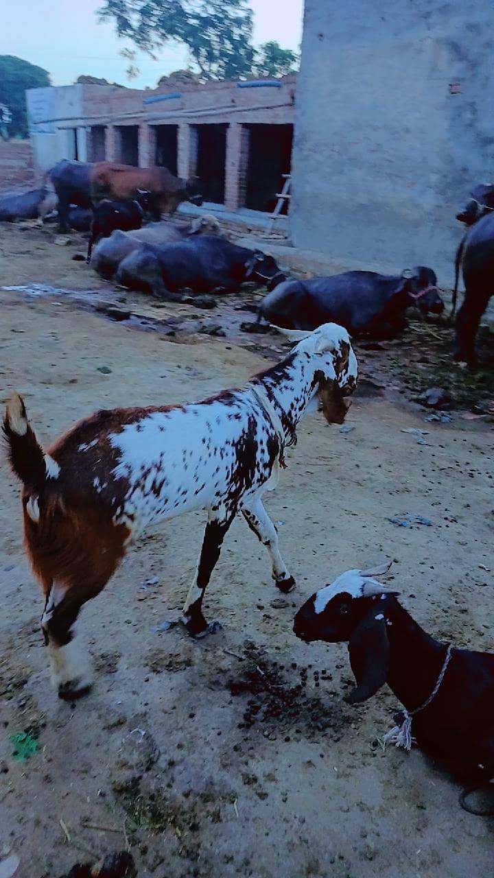 بكرا 3عدد 2