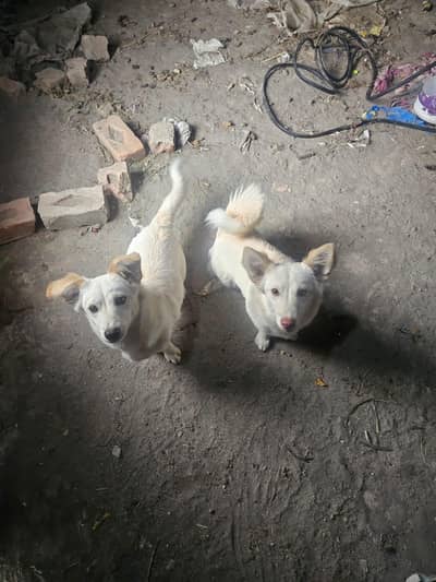 Dog  pair for sale