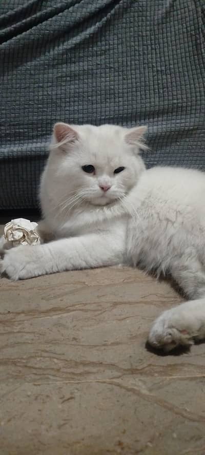 White Persian Male Cat