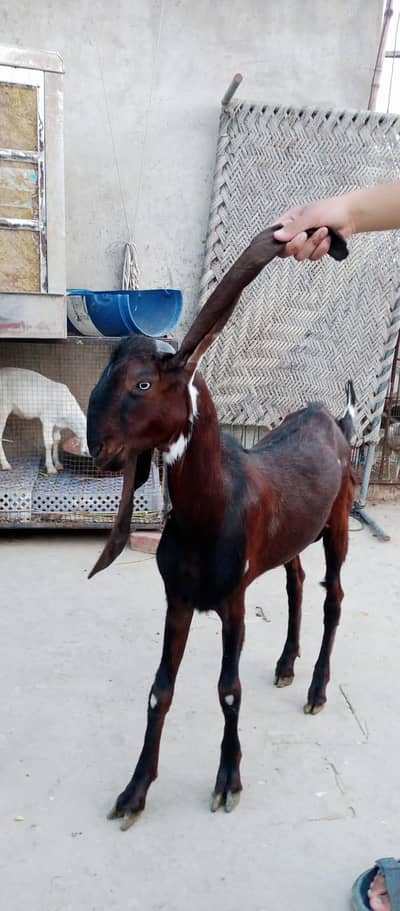 breeder quality top of the line 2 dant fresh 34 inch height bakra