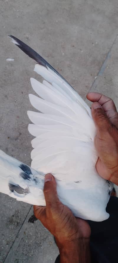 Pigeons