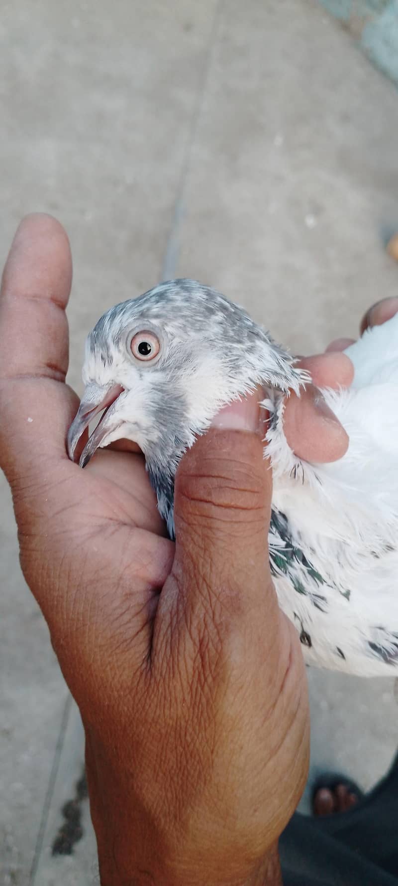 Pigeons 1