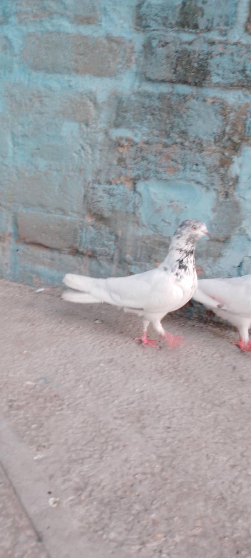 Pigeons 3