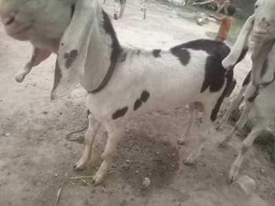 goat-3
