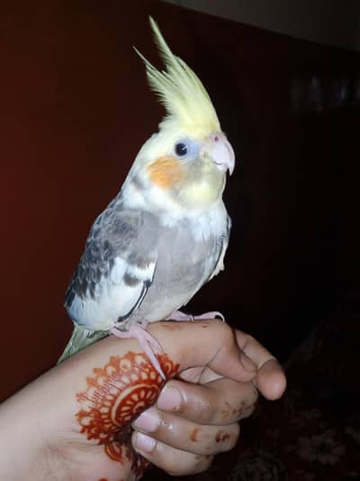 cocktail handtaim with cage