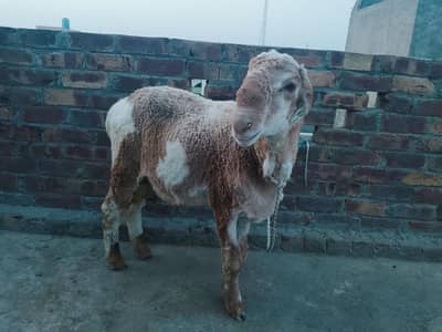 qurbani k liye chatry